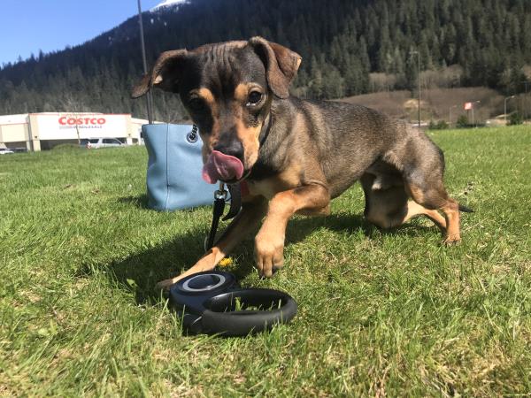 /images/uploads/juneau animal rescue/alaskapets2020/entries/15067thumb.jpg